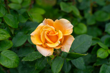 Closeup of a Marilyn Monroe rose flower with leaves in a garden.