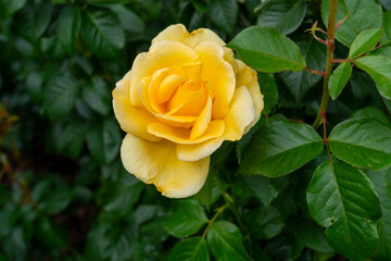 Closeup of a Sunshine Daydream rose flower with leaves in a garden.