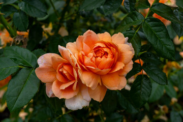 Closeup of At Last rose flowers with leaves in a garden.
