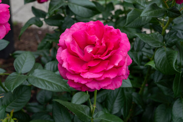 A Pretty Lady Rose Rose flower in a garden. United States.