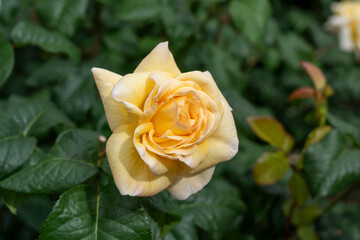 Closeup of a Moonlight Romantica rose flower with leaves in a garden.
