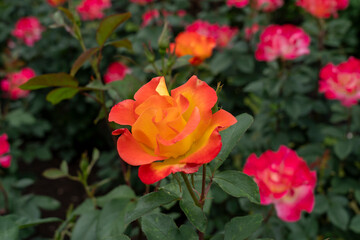 Closeup of Sunset Horizon rose flowers with leaves in a garden.