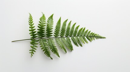 Green fern leaf leaves isolated on white background. Nature plant organic element.