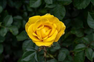 Closeup of a Gilded Sun rose flower with leaves in a garden.