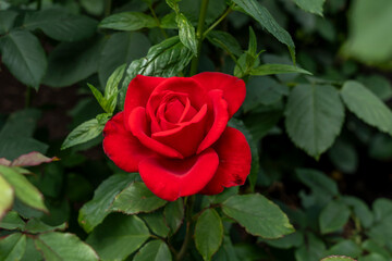 Closeup of an Olympiad rose flower with leaves in a garden.