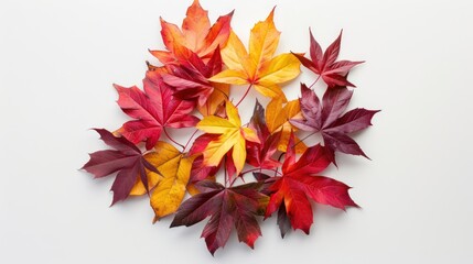 Dry maple leaves. Bunch of dry orange yellow and brown maple leaves over white background. Nature organic background.