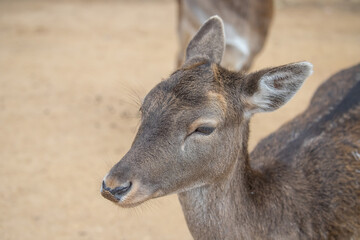 Close up of head of brown reddish female deer with beautiful eyes, long eye lashes and big ears, blurry background