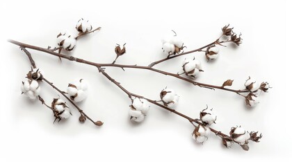 Cotton flowers on a branch isolated on a white background viewed from above