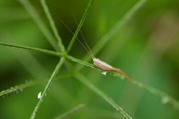 Close-up view of grasshopper on green leaves