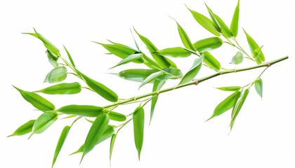 Fototapeta premium Isolated green bamboo on white background with depth of field