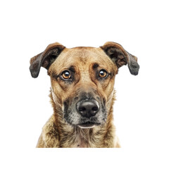 Obraz premium Dog Head With A Loyal Gaze , Isolated On Transparent Background, For Design And Printing