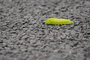 caterpillar on a Road