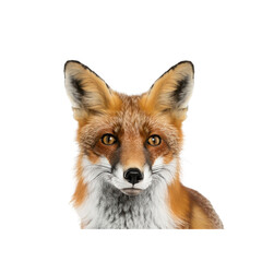 Fototapeta premium Fox Head With Alert Ears , Isolated On Transparent Background, For Design And Printing