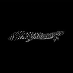 Ornate Bichir hand drawing vector isolated on black background.