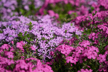 春の芝桜の彩り