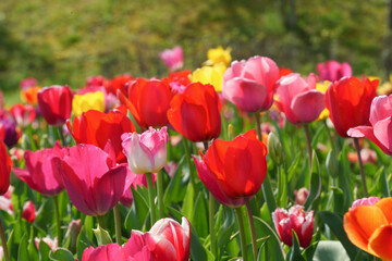 Obraz premium 彩り豊かなチューリップ