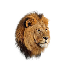 Obraz premium Lion Head With A Majestic Mane , Isolated On Transparent Background, For Design And Printing