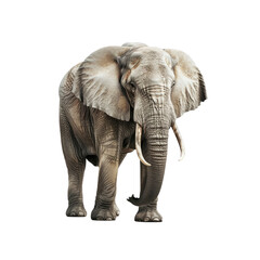Obraz premium An Elephant, Isolated On Transparent Background, For Design And Printing