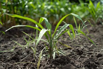 Sugar plant growing on soil
