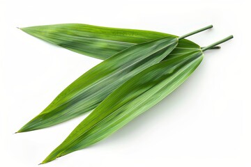 Fototapeta premium sugar leaf on white background