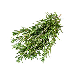 Rosemary , Isolated On Transparent Background, For Design And Printing