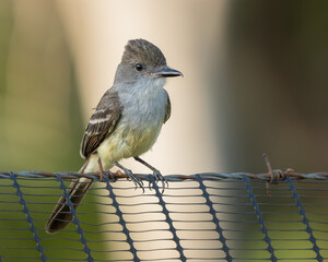 Myiarchus tyrannulus