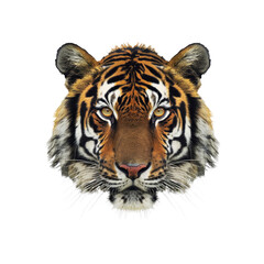 Fototapeta premium Tiger Head With Piercing Eyes , Isolated On Transparent Background, For Design And Printing
