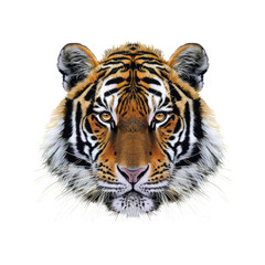 Tiger Head With Piercing Eyes , Isolated On Transparent Background, For Design And Printing