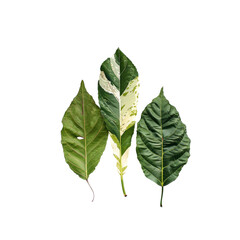 Tropical Leaves With Variegated Foliage, Isolated On Transparent Background, For Design And Printing
