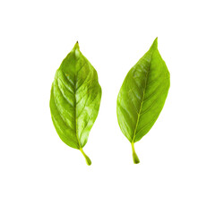 Obraz premium Two Green Leaves Against, Isolated On Transparent Background, For Design And Printing