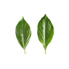Fototapeta premium Two Green Leaves Against, Isolated On Transparent Background, For Design And Printing