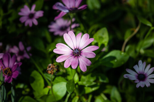 African daisy with purple petals. Cape marguerite,&nbsp;Van Staden's river daisy,&nbsp;Sundays river daisy,&nbsp; Dimorphotheca ecklonis