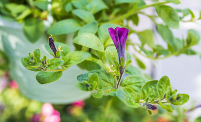 A purple petunia found in a flower bed. hanging plant