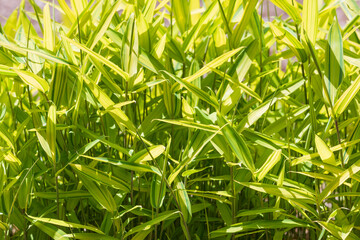 Dwarf Green Stripe found in the park. Warm sunshine - kamuro-zasa, Pleioblastus viridistriatus Makino