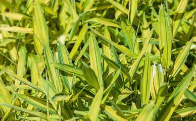 Obraz premium Dwarf Green Stripe found in the park. Warm sunshine - kamuro-zasa, Pleioblastus viridistriatus&nbsp;Makino