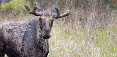 Majestic Bull Moose with Velvet Antlers in Northern Ontario Provincial Park Canada.  Wildlife Photography.