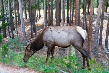 Elk