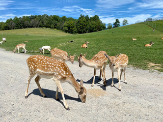 Naklejka premium Deers