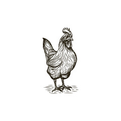 hand drawn rooster illustration vector