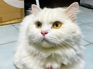 a photography of a white cat sitting on a tiled floor.