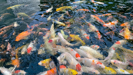 A vibrant and bustling view of colorful koi fish as they swim together in a tranquil pond, beautiful color carp
