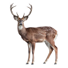 Fototapeta premium PNG little deer isolated on white background standing animal