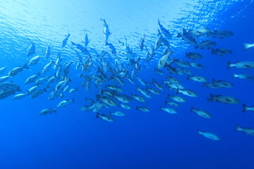 バラフエダイ Two-spot red snapper 
Lutjanus bohar