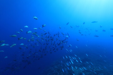 バラフエダイ Two-spot red snapper 
Lutjanus bohar