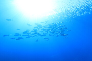 バラフエダイ Two-spot red snapper 
Lutjanus bohar