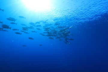 バラフエダイ Two-spot red snapper 
Lutjanus bohar
