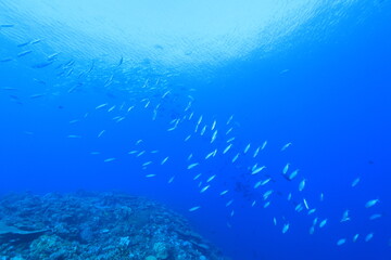 バラフエダイ Two-spot red snapper 
Lutjanus bohar