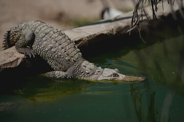 Cocodrilo, Acapulco, Guerrero.