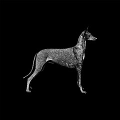 Pharaoh Hound hand drawing vector isolated on black background.