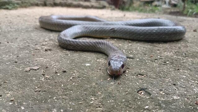 A jali snake with the Latin name Ptyas korros is resting on the floor